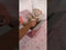 Teddy Bear & Charming Pink Bunny Set of 2 - 12 Inches